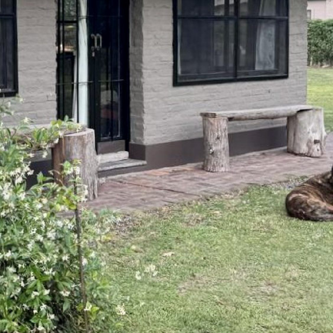 Frente de la casa con jazmines en flor y uno de los perros descansando en el pasto