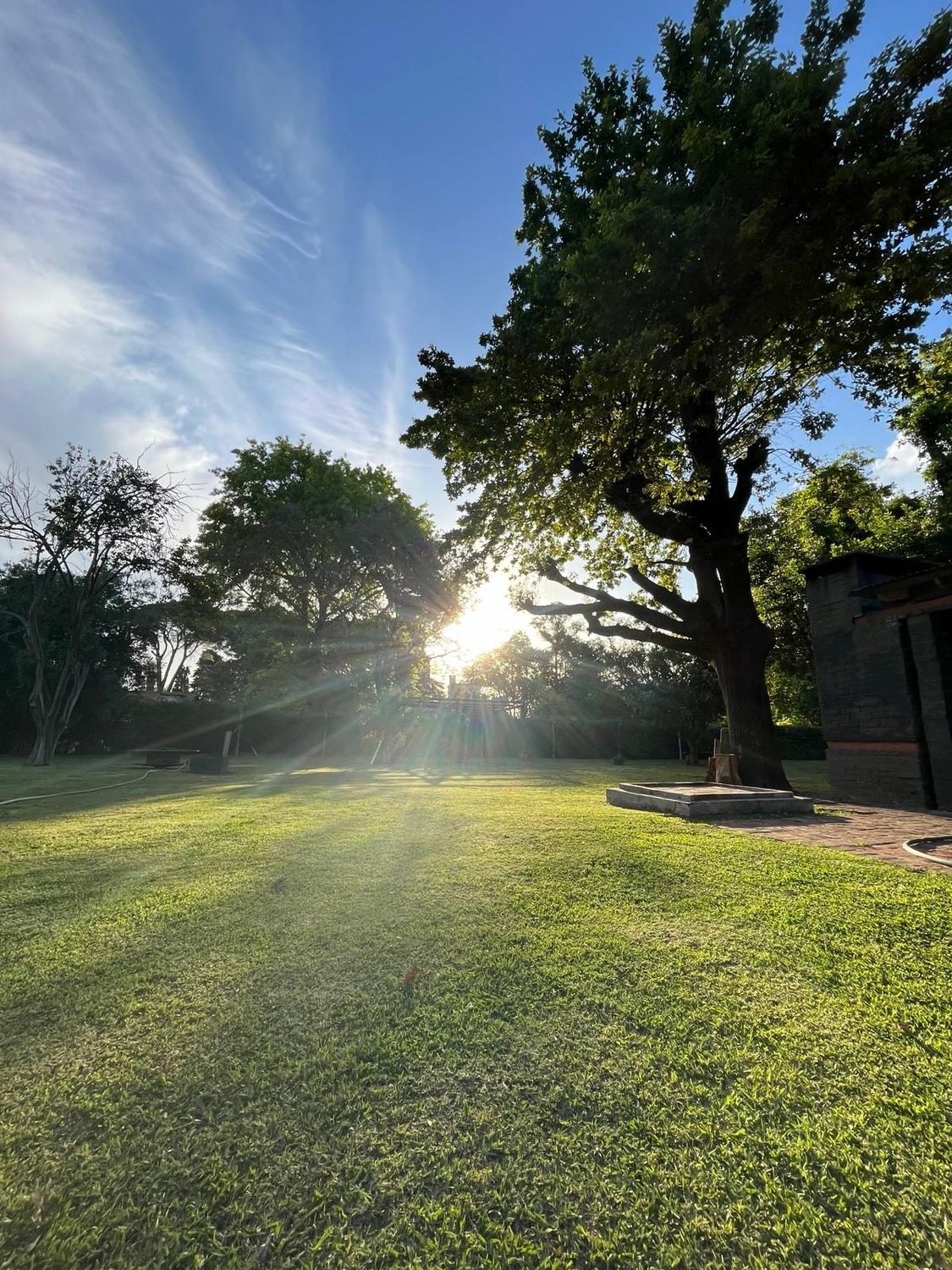 El parque al atardecer con un árbol grande y el sol bajo entre las ramas