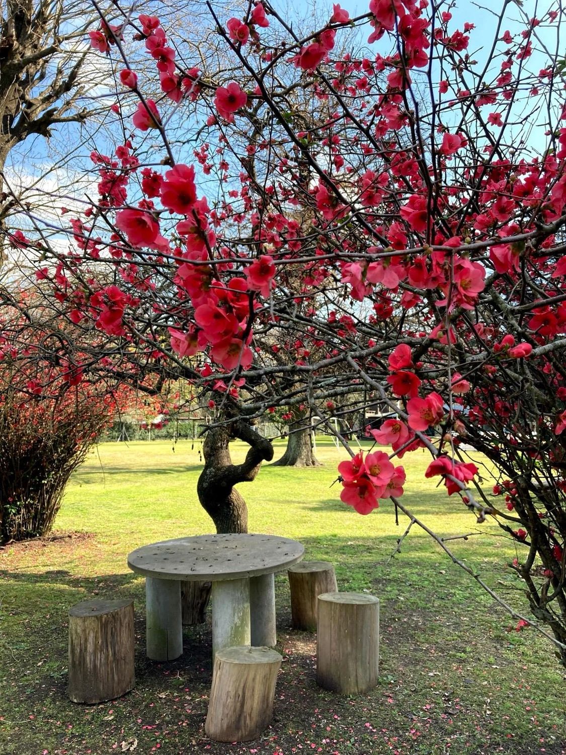 Árbol florecido con mesa y bancos de piedra debajo